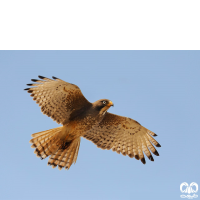 گونه سارگپه چشم سفید White-eyed Buzzard